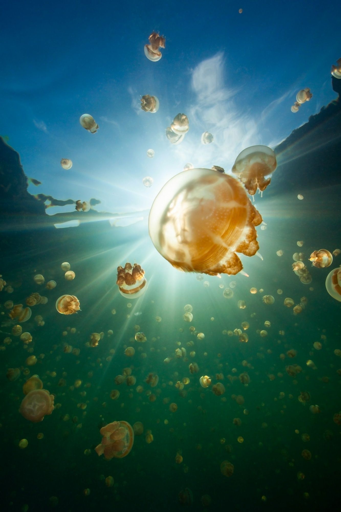Jellyfish in lake photographed from underneath with sunlight shining down into water